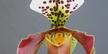 CR2PA- 3 avril 2015_iUne